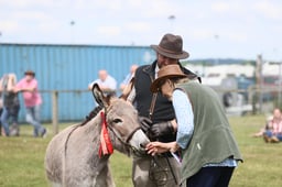 Donkey Championship