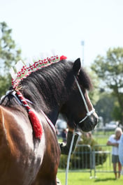E33_4324 2026