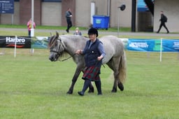 416 Gelding 2 & 3yrs