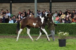 106 Two Year Old Gelding