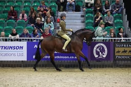 Show Hunter Pony of the Year 143cm