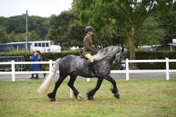 280 M&M Mixed Ridden Stallion Large