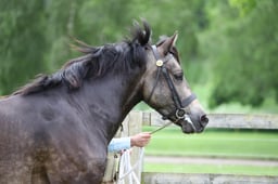 Welsh Cob Section D