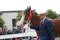 Clydesdale Championships