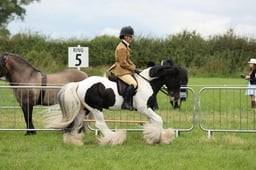 85 Gypsy Cob Ridden