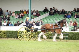 Heavy Horse Turnouts Championship