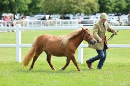 Z41_0670 2026