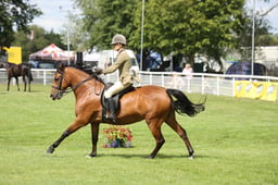 22 Ridden New Forest