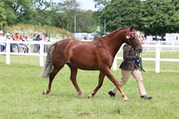 Z43_6541 2026