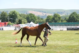 166 Youngstock Championship