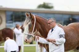 402 Yearling Colts