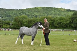 CLH66 Welsh A Yearling Colt