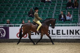 143cm Show Hunter Pony of the Year