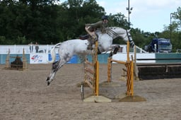 CL11 HOYS HW WORKING HUNTER