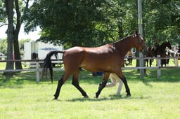 H130 Cleveland Bay Stallion or Gelding