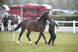 F501 M&M IH Yearling Large