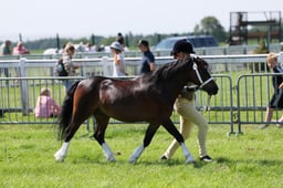 C33_1047 2026