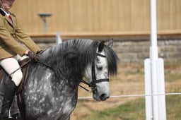 102A M&M Junior Ridden Large Breed