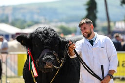 Cattle