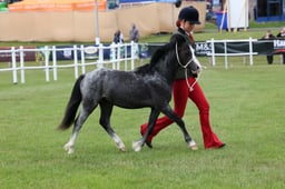 483 Yearlings