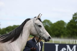 150 Pure Bred Arab In Hand Youngstock