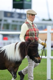 436 Geldings