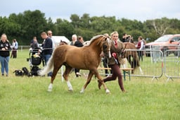 45 Welsh B Stallion or Colt