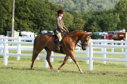 H160 HOYS SHP 153cm