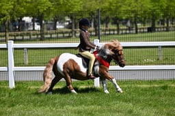 44 TSR Coloured Pony