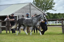 CLH70 Welsh B Mare  Gelding