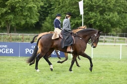 112  Lusitano Parade Class