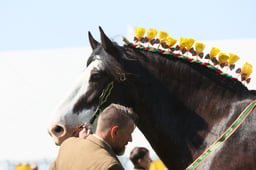 E33_4233 2026