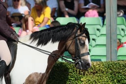 S61_0336 2026