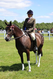 H137 Ridden Coloured Non Native Pony