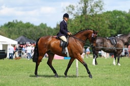 H36_8517 2026