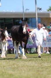 Livestock Parade