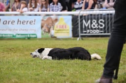 Sheep Dog Trials