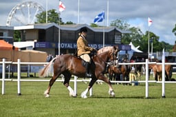 A46_1312 2026