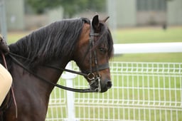 268 HOYS M&M Ridden Dartmoor