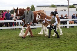 Clydesdales