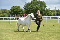 CLH34 Shetland Stallion  Gelding