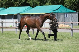 H152 Hack In Hand 2 & 3yrs