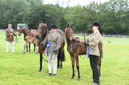 CLH156 CLH157 Riding Pony Brood Mare Foal