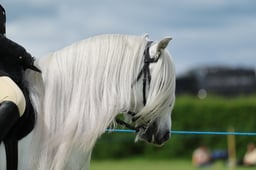 H36_7555 2026