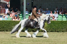 S61_0666 2026