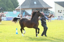 Main Ring