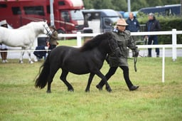 275 M&M Mixed IH Filly or Mare Small