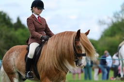 32 SEIB SFAS HOYS  Traditionals