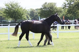 E42_1245 2026