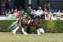 S61_0743 2026
